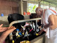 Go-Pujana at Kembre Farm Goshala (Pictures courtesy Shri Jnanesh Bhat Hattangadi)